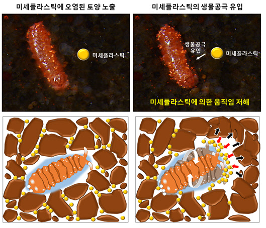 토양 공극에 존재하는 미세플라스틱(노란색 구형)이 톡토기가 형성한 생물공극으로 유입돼 생물의 움직임을 방해한다.  연구재단 제공